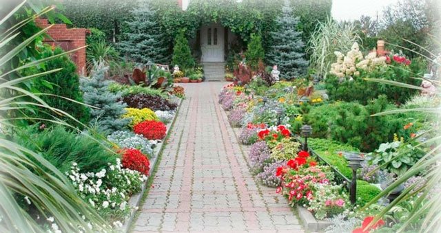 Какие растения посадить на даче